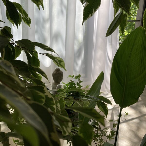 Sajūtu telpa, Jelgava